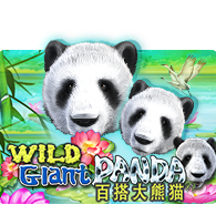 Wild Giant Panda